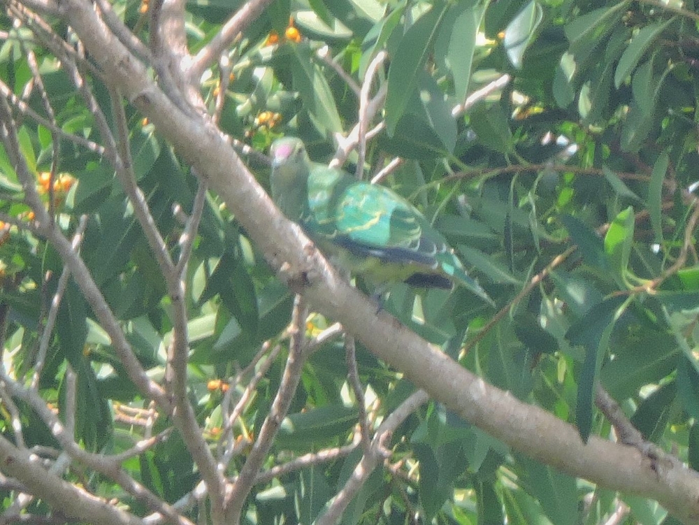  Red-Bellied Fruit-Dove 