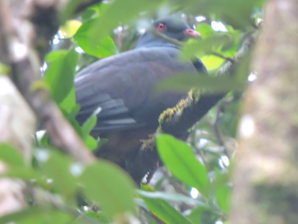  New Caledonian Imperial-Pigeon 