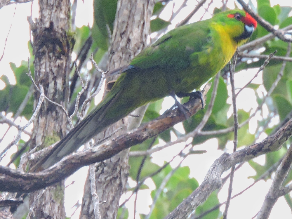  New Caledonian Parakeet 