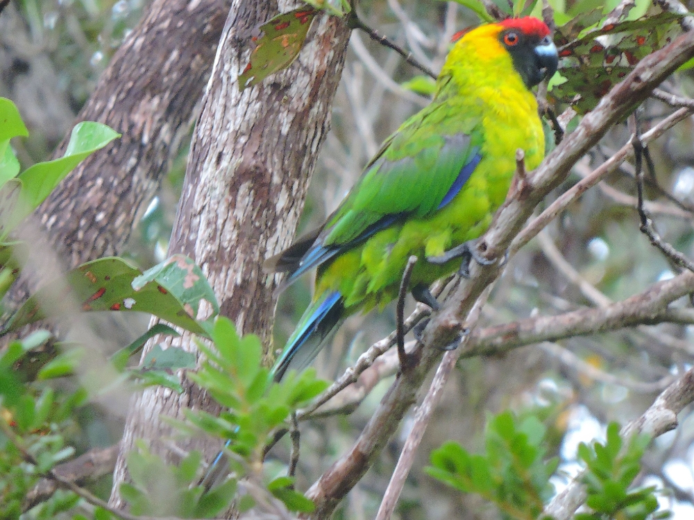  Horned Parakeet 