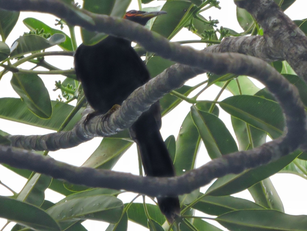  Crow Honeyeater 