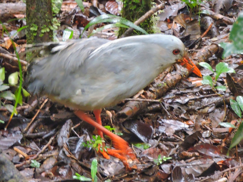  Kagu 