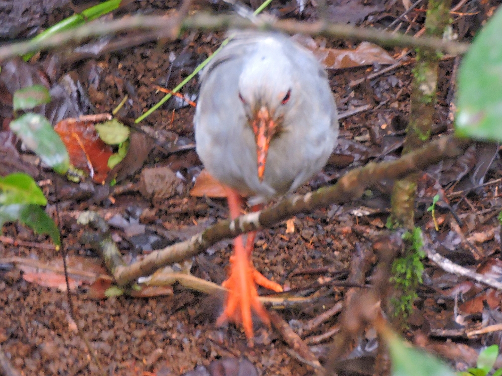  Kagu hunting 