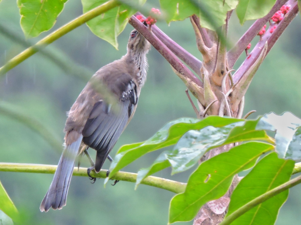  New Caledonian Friarbird 