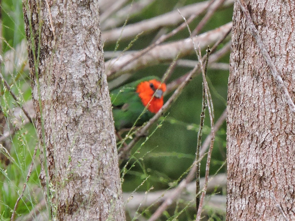  Red-Throated Parrotfinch 