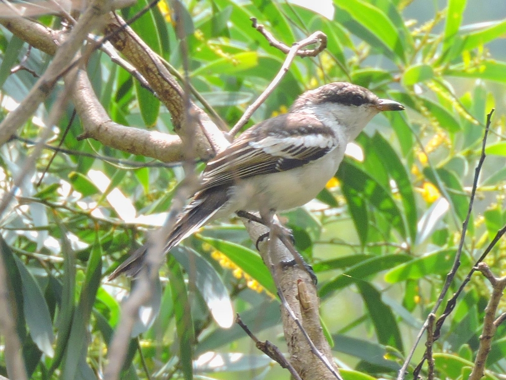  Long-Tailed Triller 