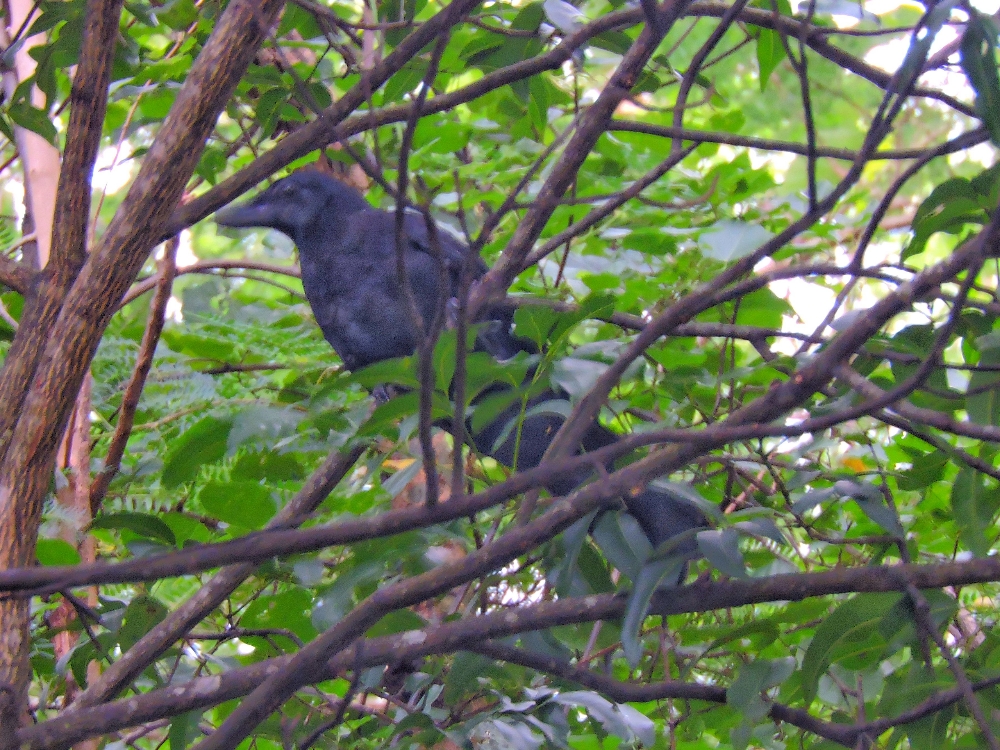  New Caledonian Crow 