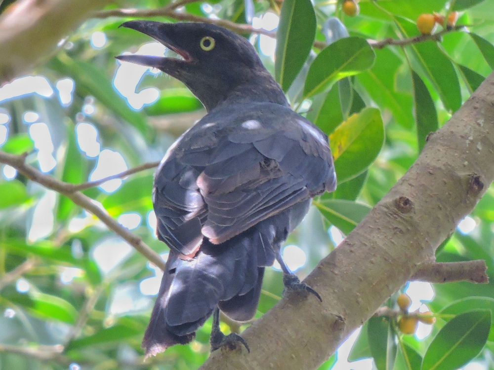  New Caledonian Crow 