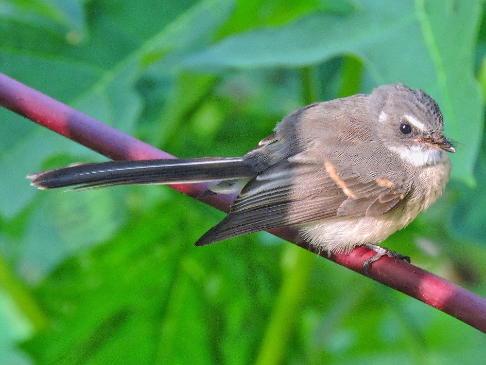  Gray Fantail 