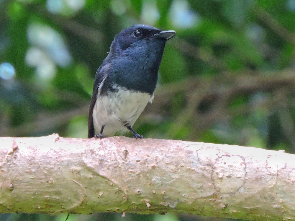  Melanesian Flycatcher 