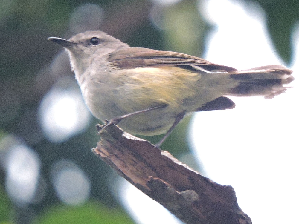  Fan-Tailed Gerygone 