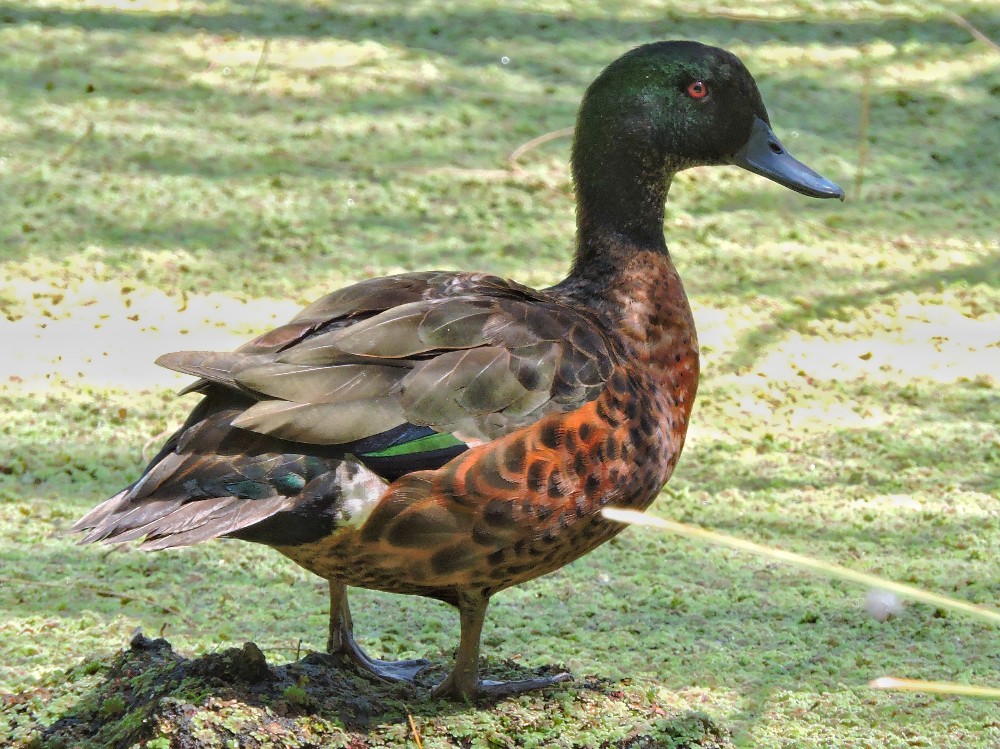  Chestnut Teal 