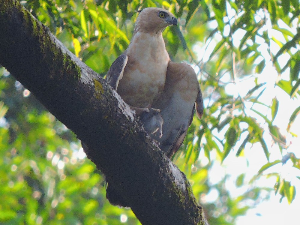  Wallace’s Hawk-Eagle 