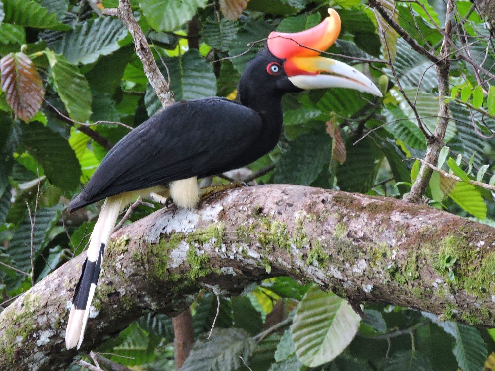  Rhinoceros Hornbill 