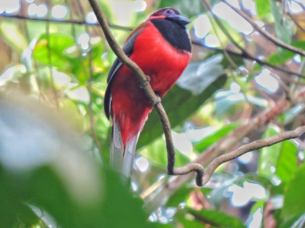  Diard’s Trogon 