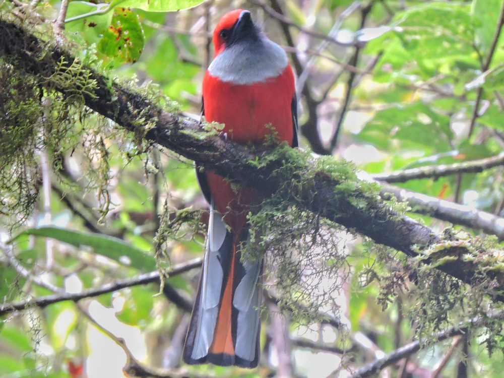  Whitehead’s Trogon 