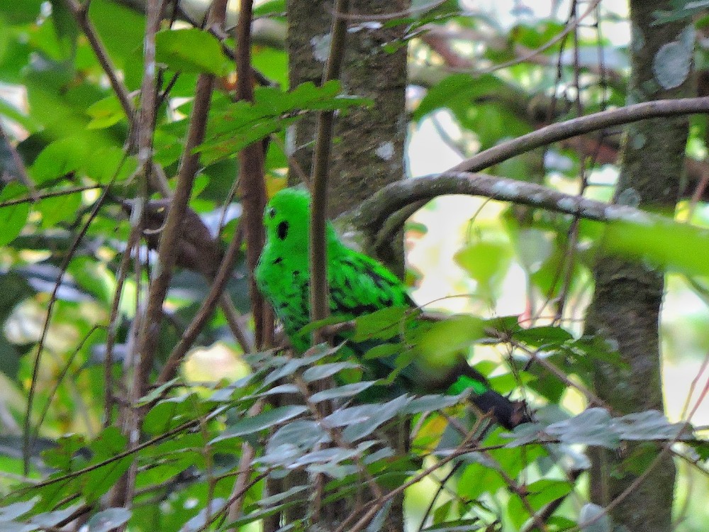  Whitehead’s Broadbill 