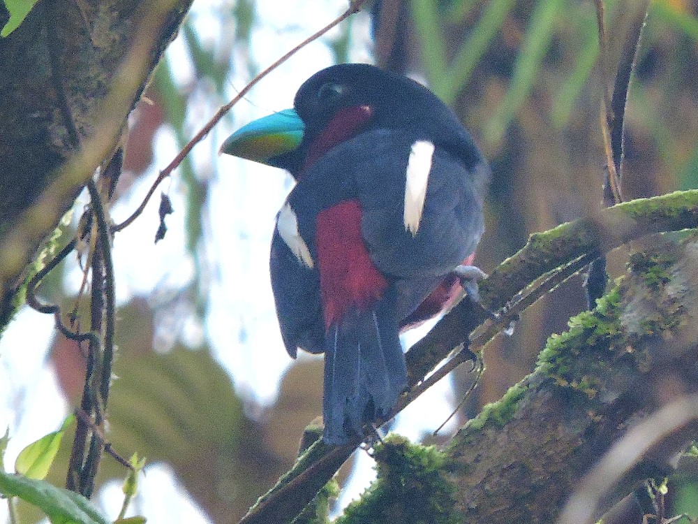  Black-and-Red Broadbill 