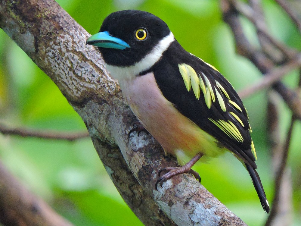  Black-and-Yellow Broadbill 