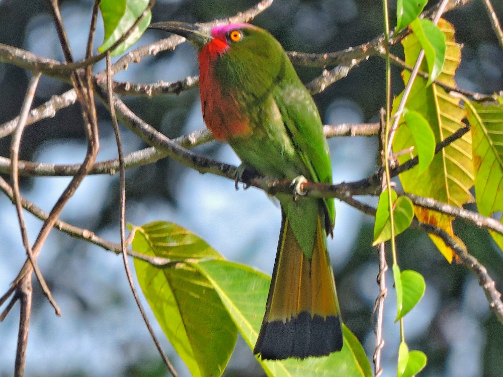  Red-Bearded Bee-Eater 