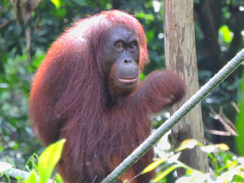  Orangutan 