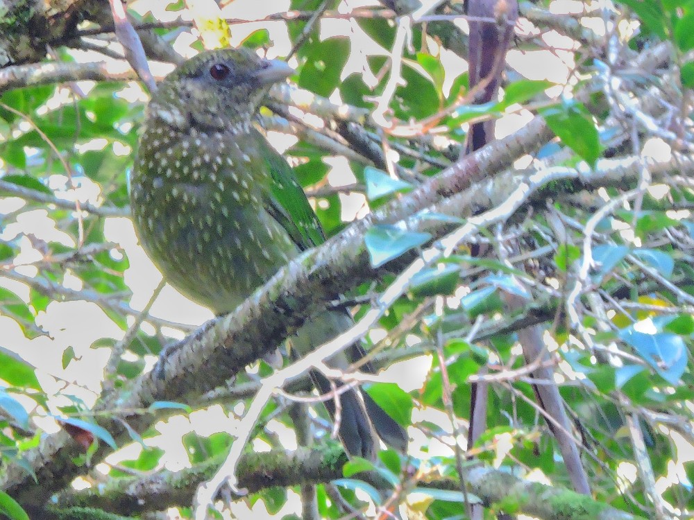  Green Catbird 