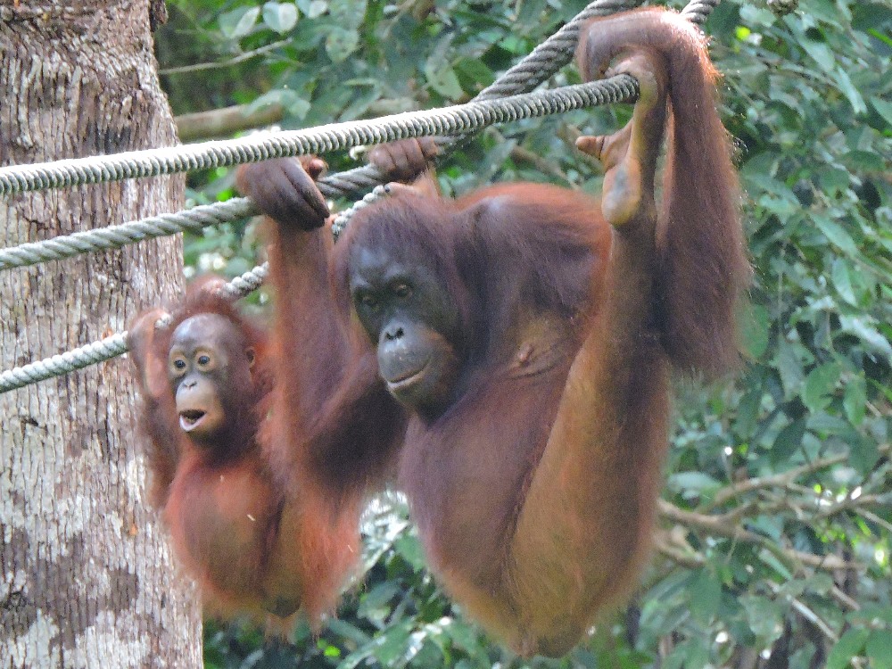  Orangutans 