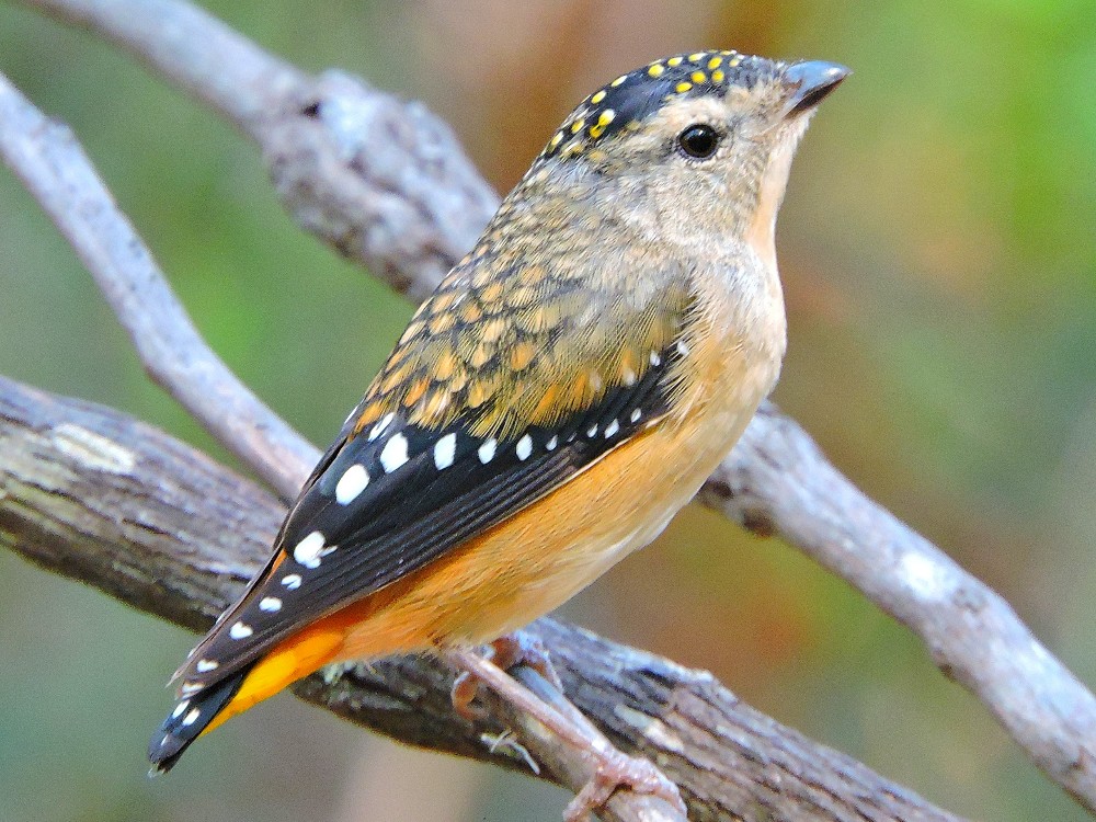  Spotted Pardalote 