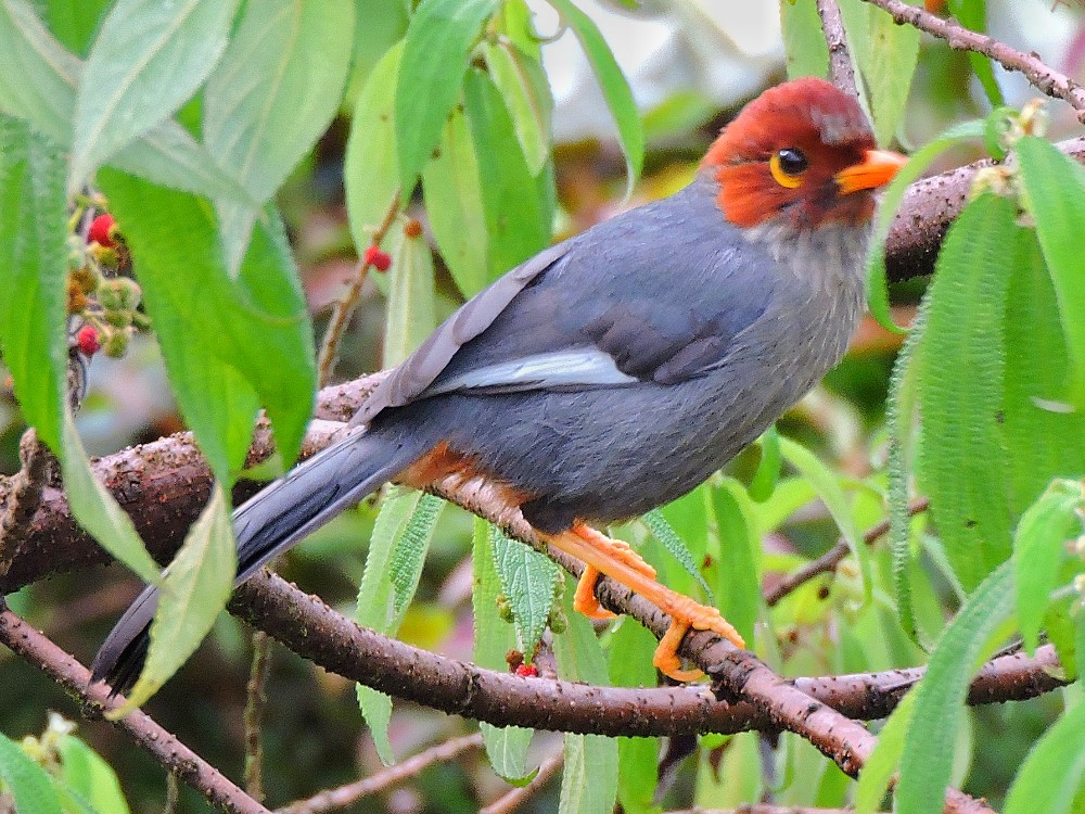  Chestnut Hooded Laughingthrush 