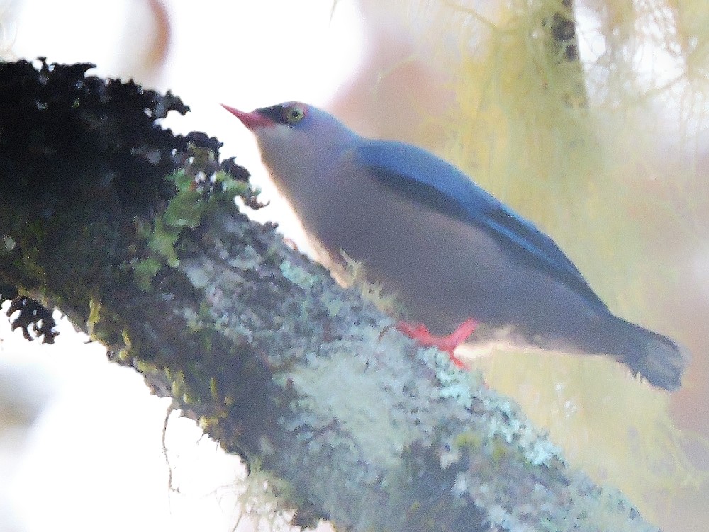  Velvet-Fronted Nuthatch 