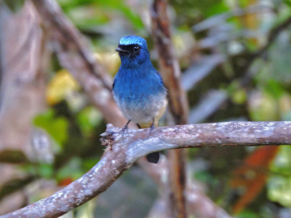  Indigo Flycatcher 