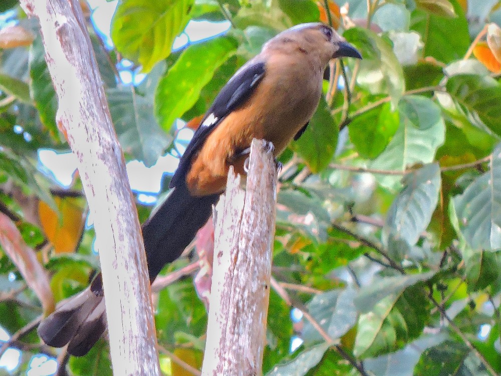  Bornean Treepie 