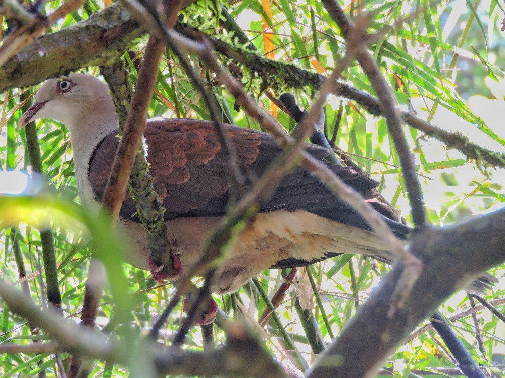  Mountain Imperial-Pigeon 