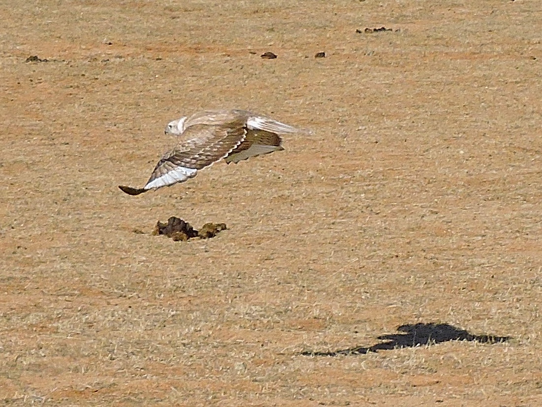  Upland Buzzard 