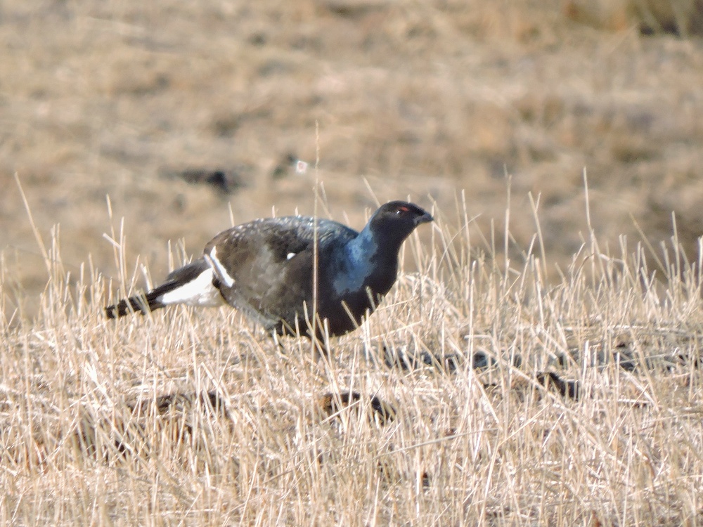  Black Grouse 