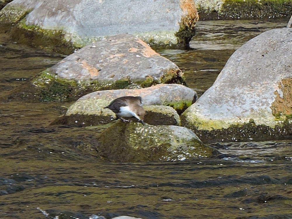 White-Throated Dipper White-Throated Dipper