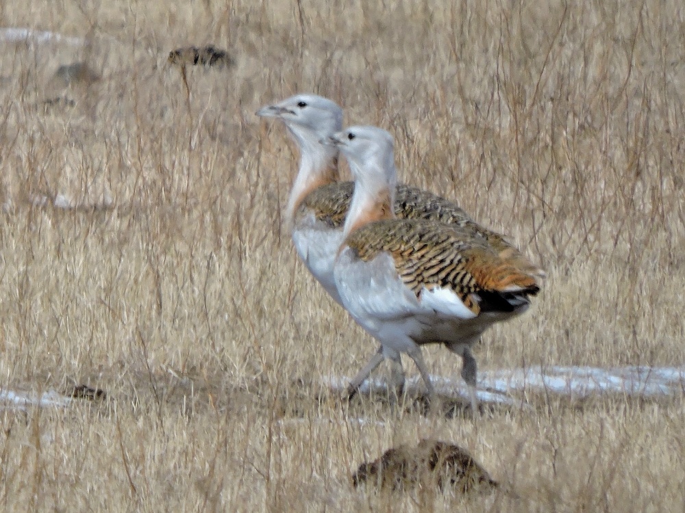  Great Bustard 