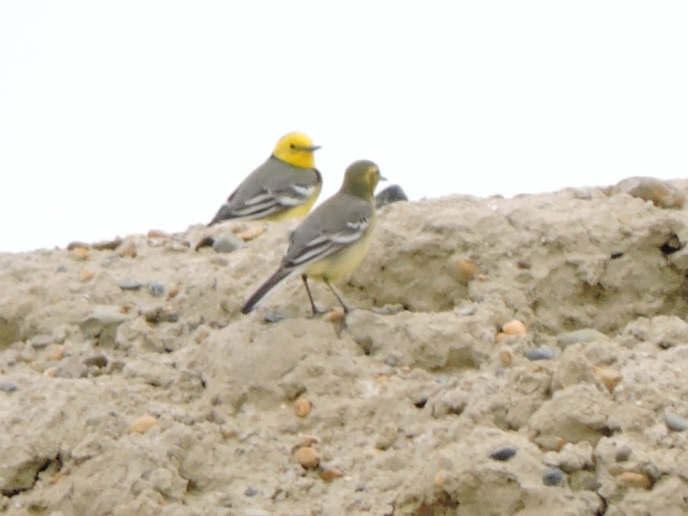  Citrine Wagtail 