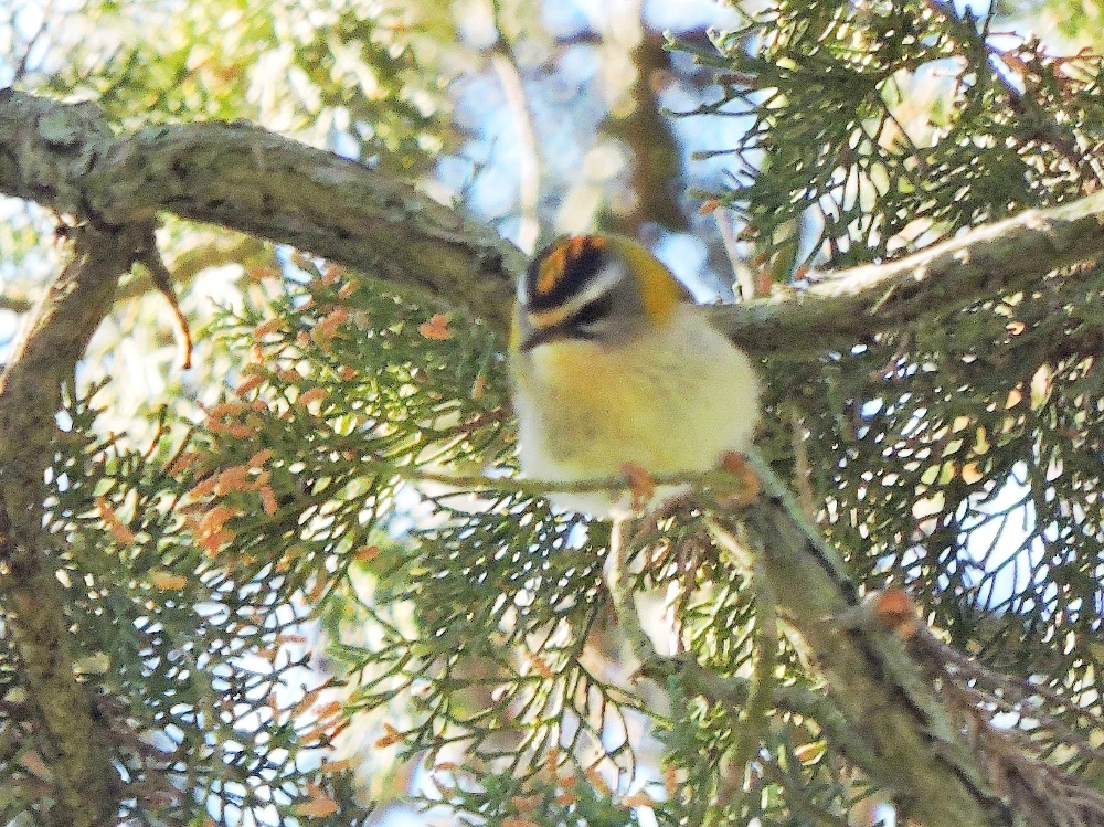 Common Firecrest Common Firecrest