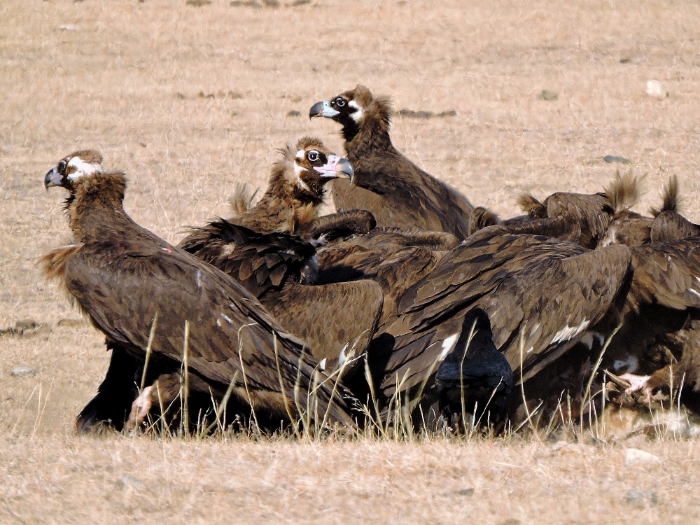  Cinereous Vulture 