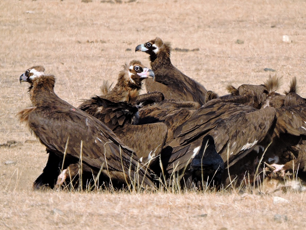 Cinereous Vulture Cinereous Vulture