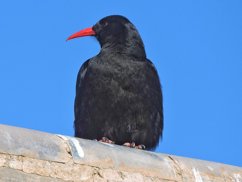  Red-Billed Chough 