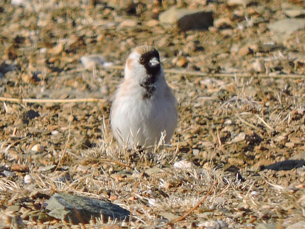 Père David’s Snowfinch Père David’s Snowfinch