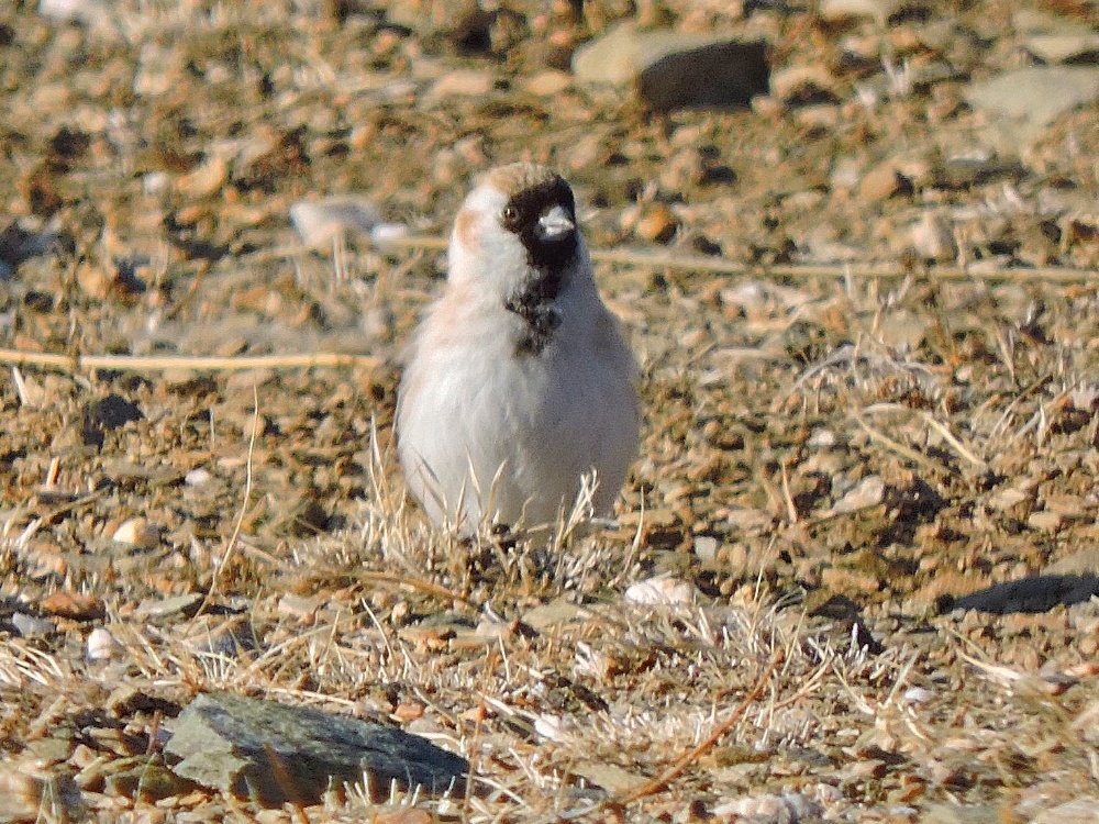  Père David’s Snowfinch 