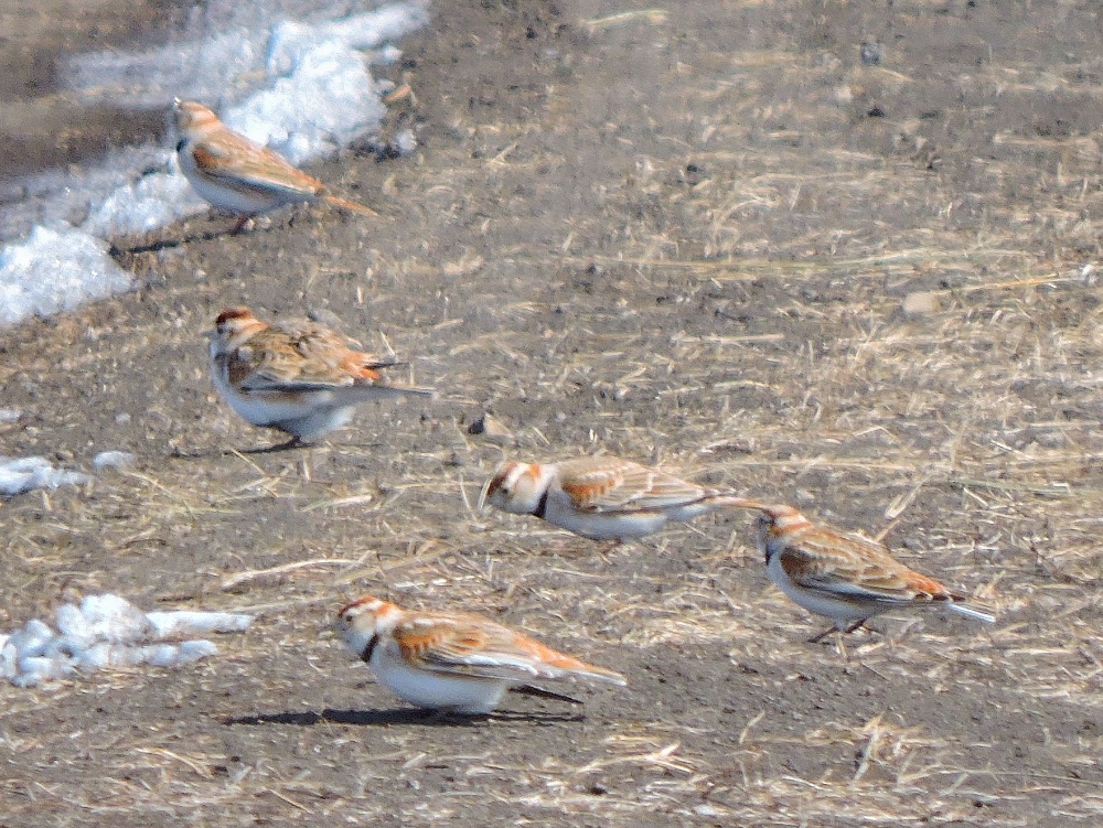  Mongolian Lark 