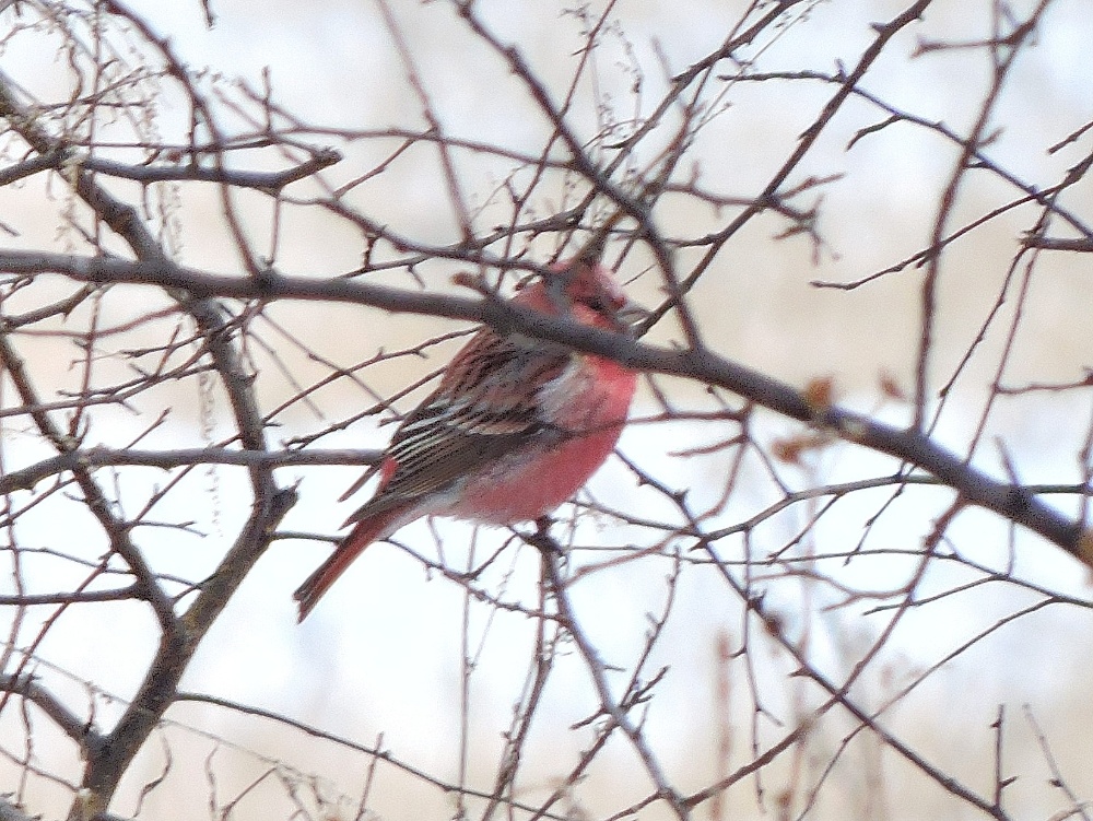  Pallas’s Rosefinch 