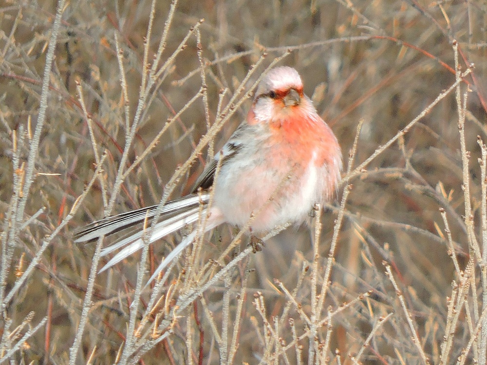  Long-Tailed Rosefinch 