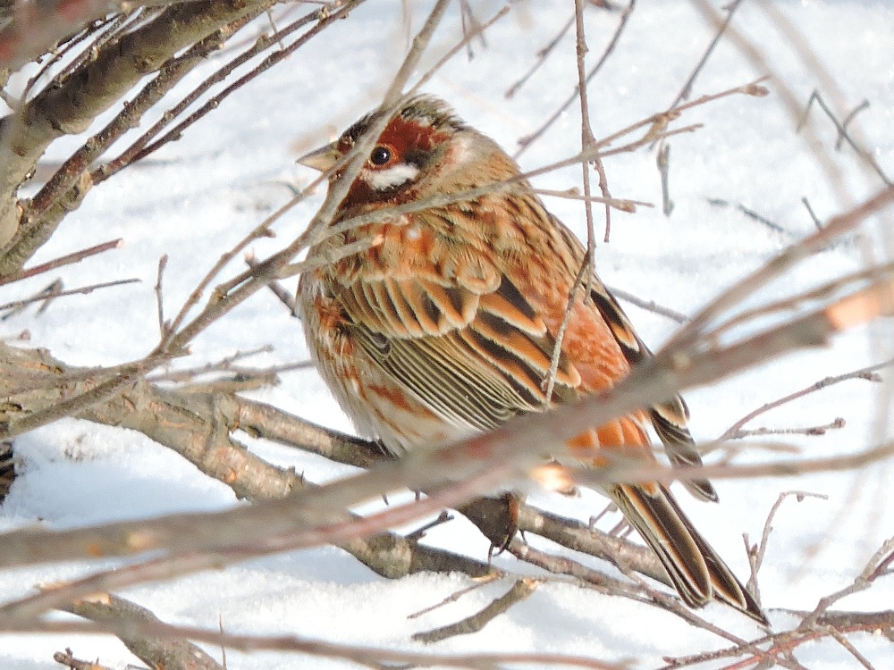 Pine Bunting Pine Bunting