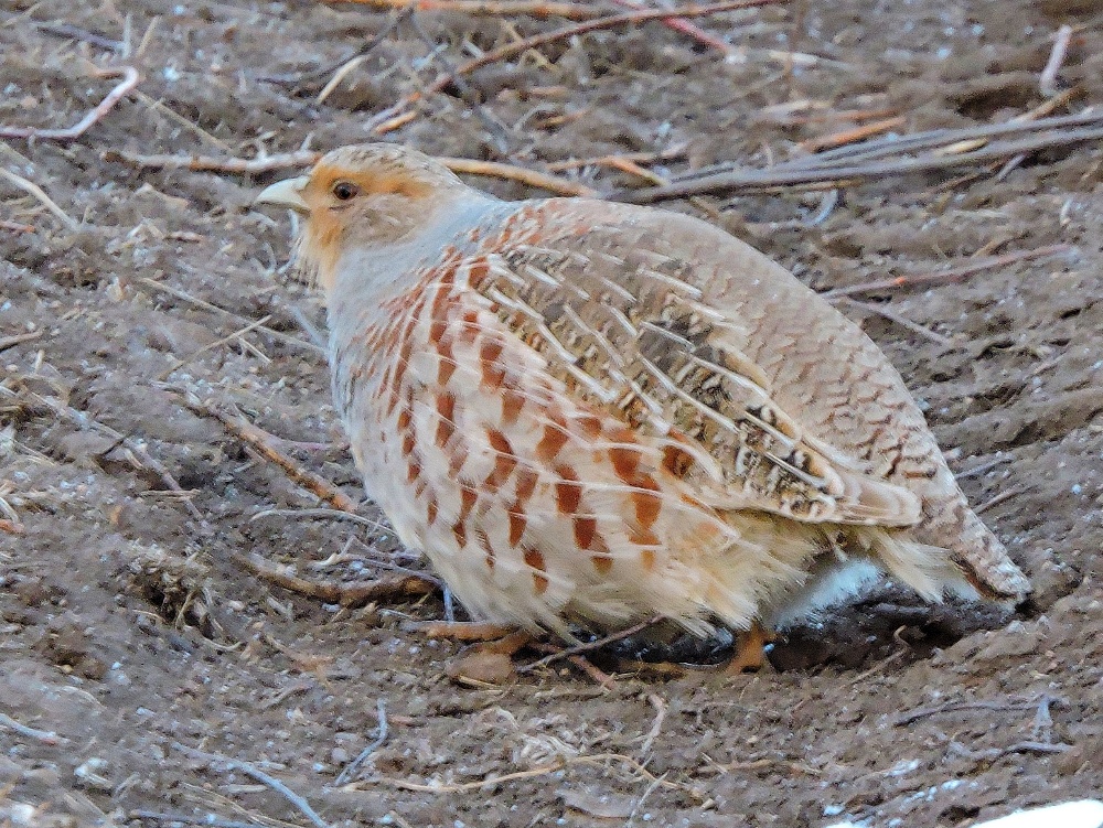 Daurian Partridge Daurian Partridge