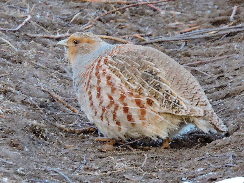  Daurian Partridge 